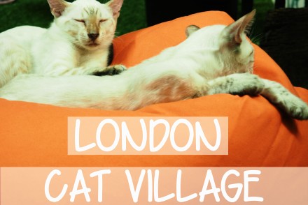 London Cat Village Shoreditch